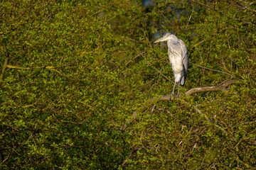 Graureiher (Ardea cinera)