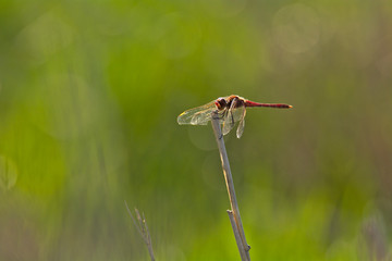 Red Dragonfly