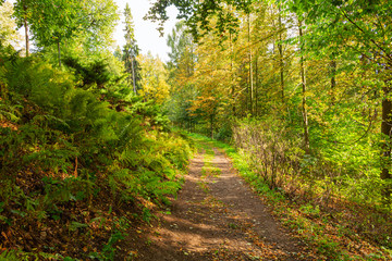 Panorama of a path through a lush green summer forest