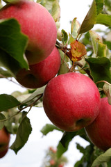 Sweet, red, juicy apples growing on the tree in their natural environment.