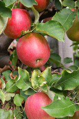 Sweet, red, juicy apples growing on the tree in their natural environment.