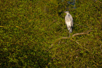 Graureiher (Ardea cinera)