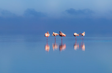 Wilde Afrikaanse vogels. Groepsvogels van roze Afrikaanse flamingo& 39 s die rond de lagune lopen en op zoek zijn naar voedsel