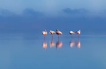 Fotobehang Jeansblauw Wilde Afrikaanse vogels. Groepsvogels van roze Afrikaanse flamingo& 39 s die rond de lagune lopen en op zoek zijn naar voedsel