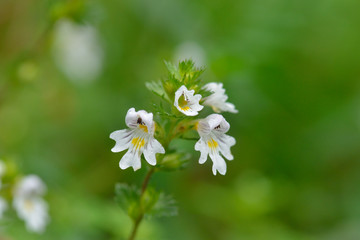 Augentrost (Euphrasia) Blüten