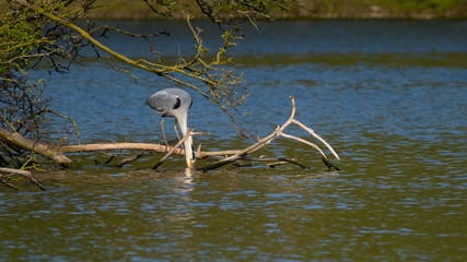 Graureiher (Ardea cinera)