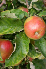 Sweet, red, juicy apples growing on the tree in their natural environment.