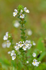 Obraz premium Augentrost (Euphrasia) Blüten