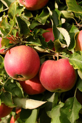 Sweet, red, juicy apples growing on the tree in their natural environment.