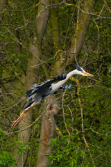Graureiher (Ardea cinera)