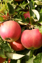 Sweet, red, juicy apples growing on the tree in their natural environment.