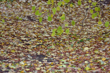 Bright fallen leaves of golden color on the autumn ground