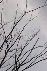 silhouette of a tree