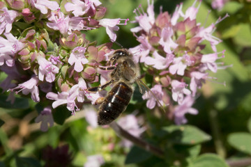 belle abeille