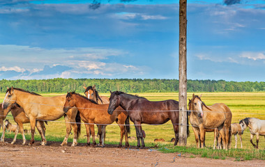 Obraz premium Horses graze on a summer field against the background of clouds.
