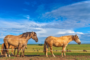 Fototapeta na wymiar Horses graze on a summer field against the background of clouds.