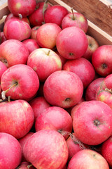 Red apples in baskets and boxes on the green grass in autumn orchard. Apple harvest and picking apples on farm in autumn.