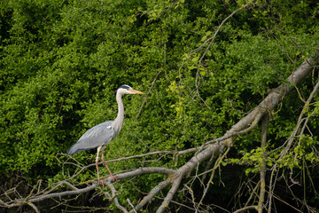 Graureiher (Ardea cinera)