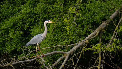 Graureiher (Ardea cinera)