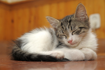 white with gray kitten lie on the table