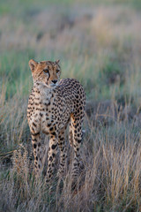 Cheetah on the hunt in the late afternoon in a Game Reserve in the Karoo in South Africa with copy space