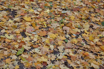 Bright fallen leaves of golden color on the autumn ground