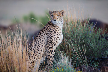 Cheetah on the hunt in the late afternoon in a Game Reserve in the Karoo in South Africa with copy space