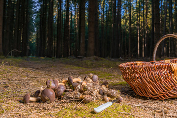 many chestnuts mushrooms lying on the forest floor