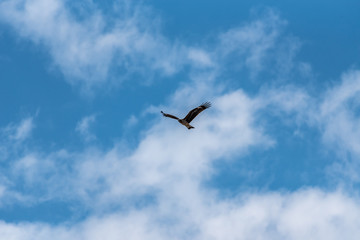 青空とトンビ