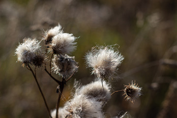 Dry and fluffy thorn in the field