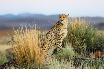 Cheetah on the hunt in the late afternoon in a Game Reserve in the Karoo in South Africa with copy...