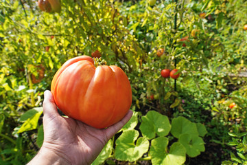 Obraz premium Tomato in hand and giant tomato .