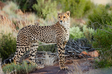 Cheetah on the hunt in the late afternoon in a Game Reserve in the Karoo in South Africa 