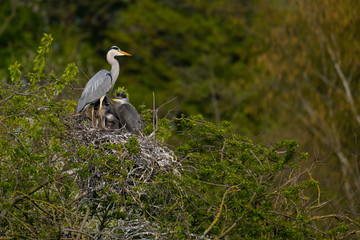 Graureiher (Ardea cinera)