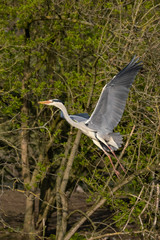 Graureiher (Ardea cinera)