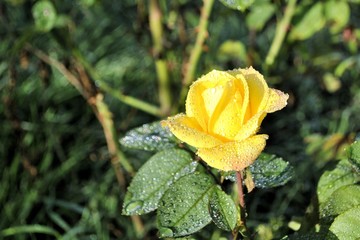 Beautiful yellow rose flower green leaf close up romantic nature blossom garden still life sunny day morning dew