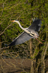 Graureiher (Ardea cinera)