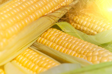 an ear of corn. harvest. natural product.