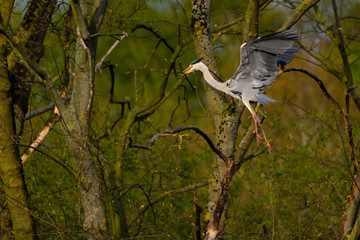 Graureiher (Ardea cinera)