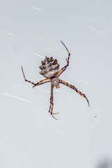 Spider web spider