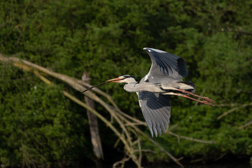 Graureiher (Ardea cinera)