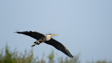 Graureiher (Ardea cinera)