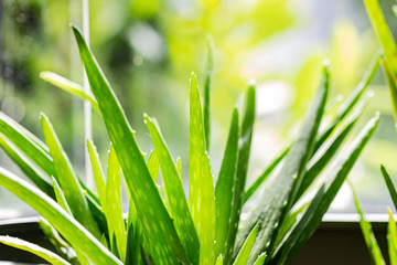aloe vera