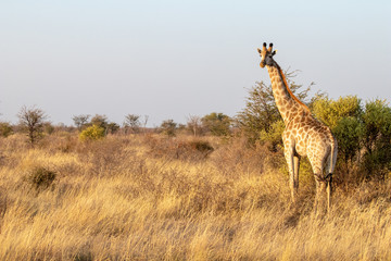 Wild giraffe in the African savannah, typical African landscape in Botswana with a sunset bush safari. Adult giraffe close to the natural reserve Makgadikgadi Pan. Sef drive safari in Bostwana