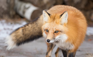 Red Fox