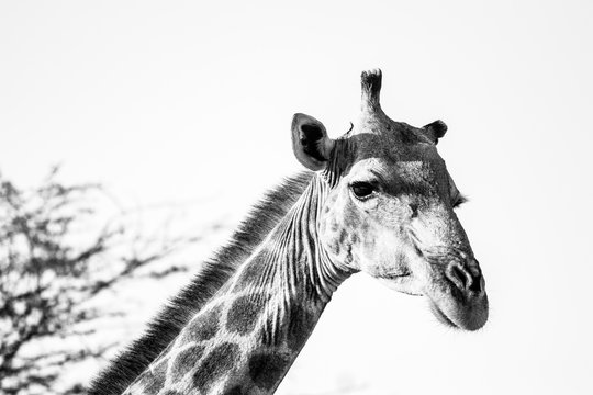 Black and white image of young giraffe  in the middle of the African bush at sunset. wild animals in africa during a safari. 