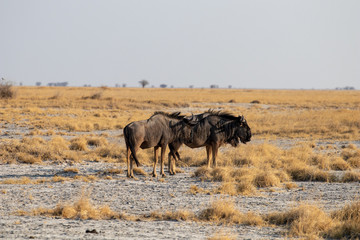 Blue wildebeest in the middle of the African savannah during the dry season at sunset. Tourism in Africa with game drive safari and wild photography. Explorer and adventure, large herbivores in africa