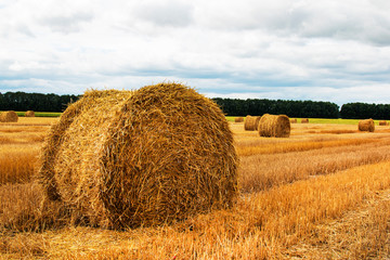 Fototapeta premium Haystack harvest spring field landscape. Haystack agriculture field landscape. rural yellow field