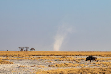 Alone wild blue wildebeest in the African savannah during the dry season with scarcity of water and...