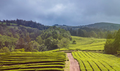 One of few tea plantations in Europe is based in Sao Miguel, Azores. Organic and ethical tea production. Warm glow of sun flare.